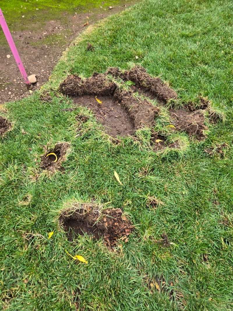 What does overnight lawn damage actually tell you?