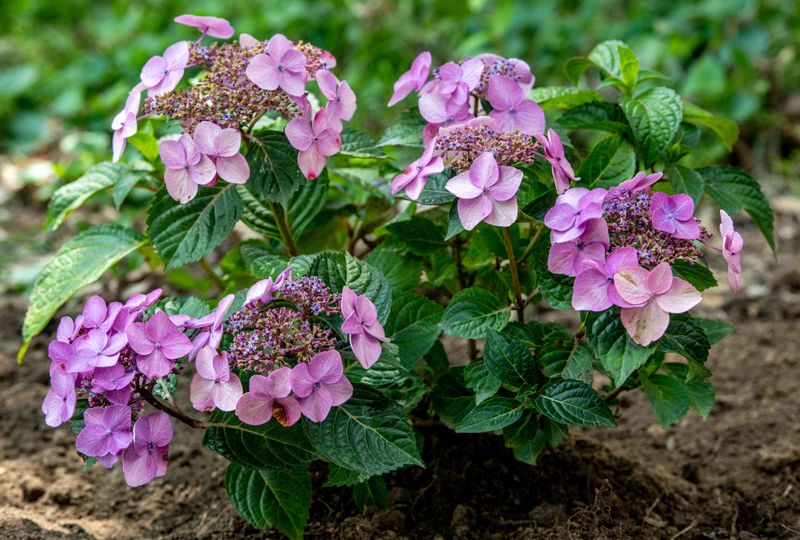Protect the display without fighting natural flower aging