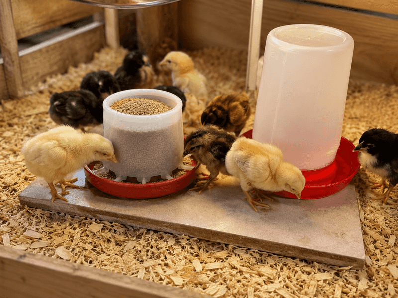 Prepare the brooder before the chicks arrive