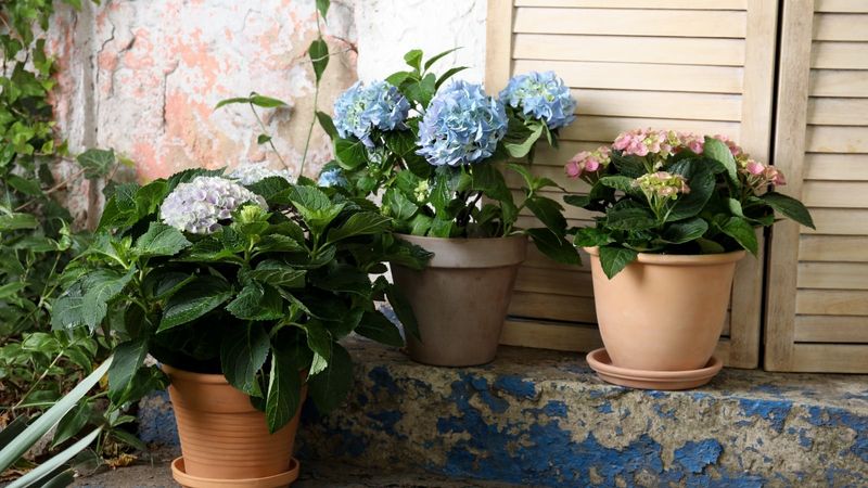 Give the roots a cold, sheltered place