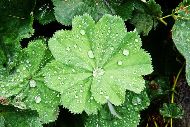 Lady's Mantle