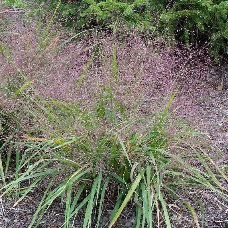 The native edge can add modest habitat value, too