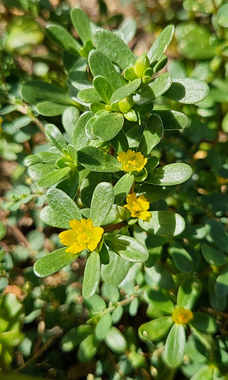 Look for several traits before calling it purslane