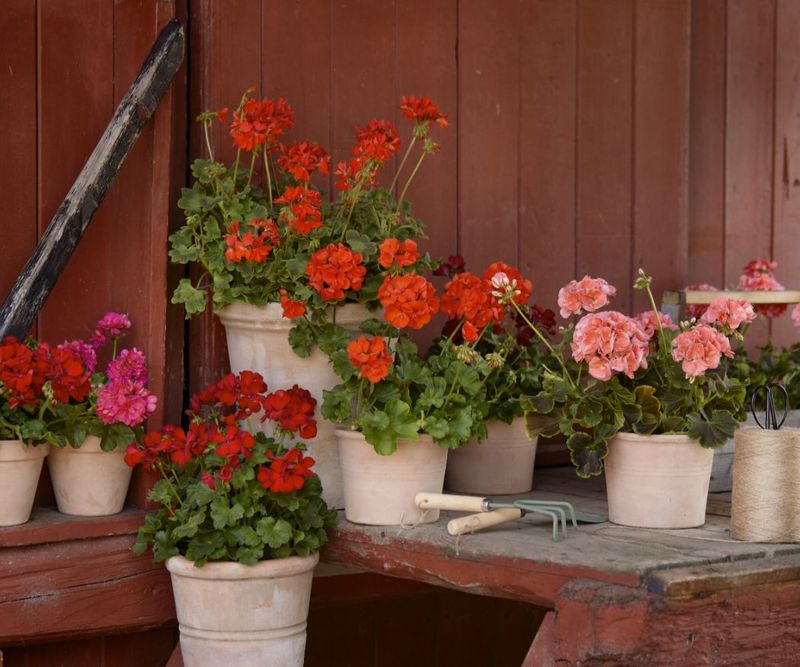 Feed Lightly but Regularly for Nonstop Blooms