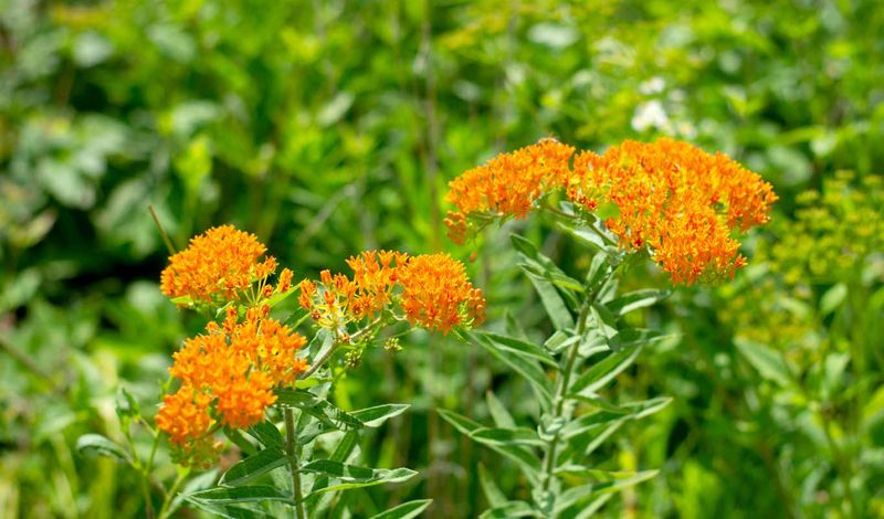 Butterfly Weed (Asclepias tuberosa)