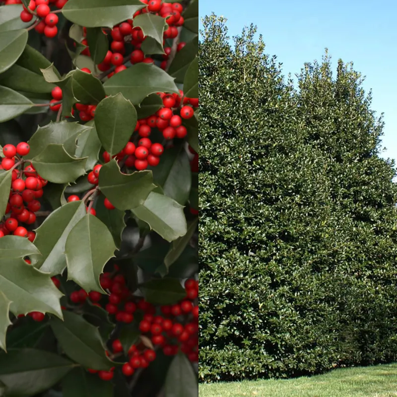 American holly offers a statewide screen, but not instant privacy