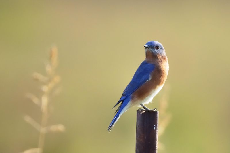 Eastern Bluebird