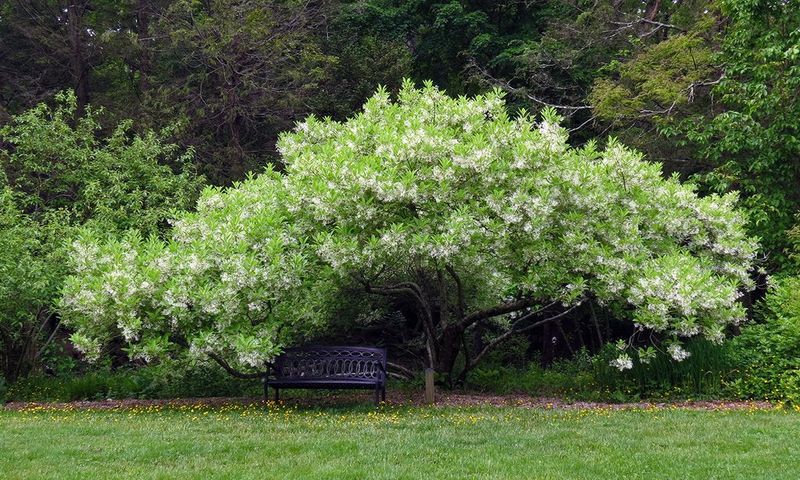 Fringe Tree