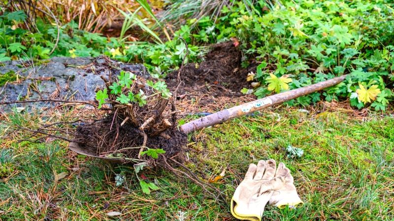 Pull young plants with their entire root system