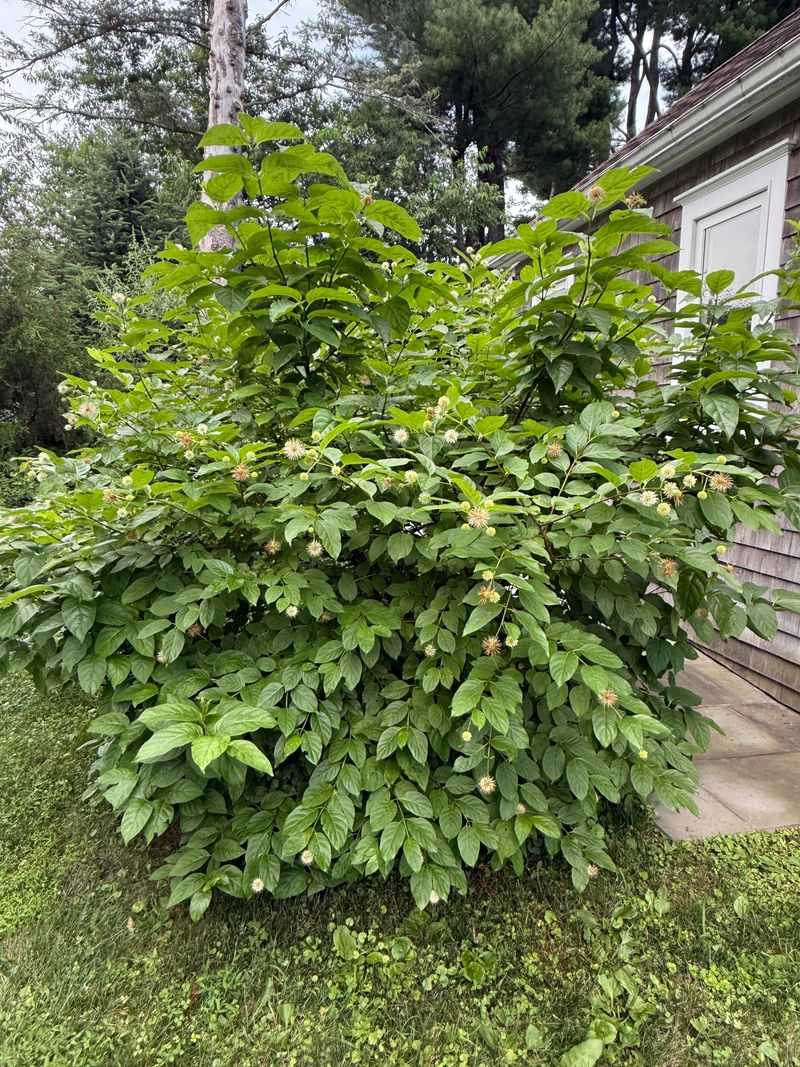 Make the planting decision with a simple safety rule