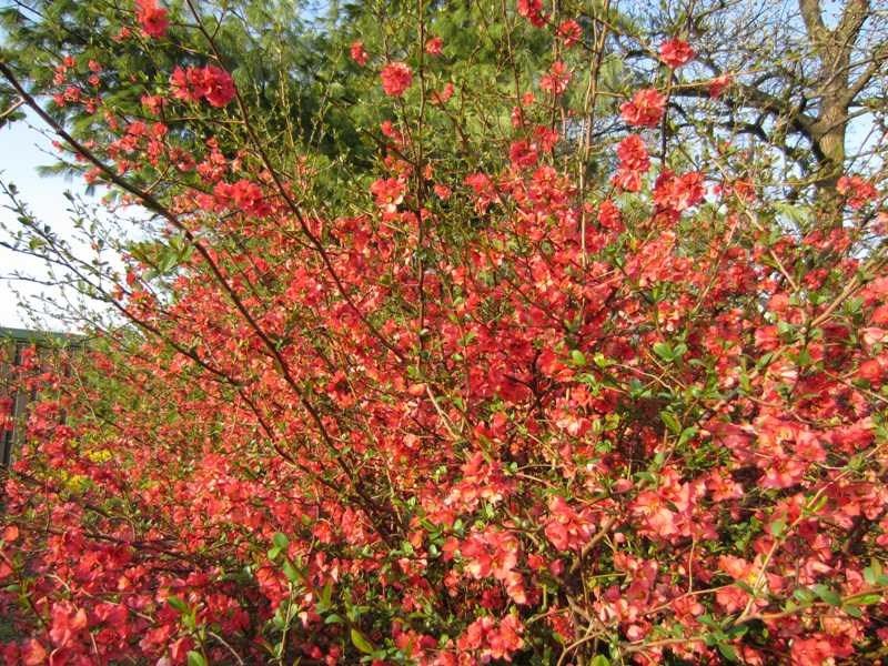 Flowering Quince (Chaenomeles)