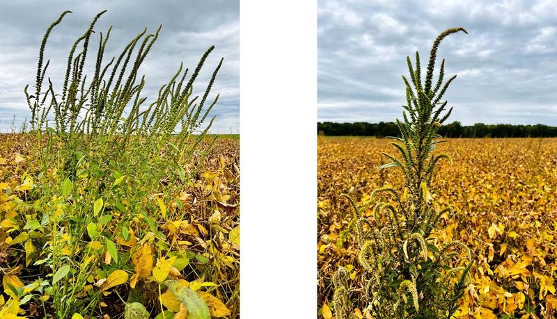The 200,000-seed figure needs a species label