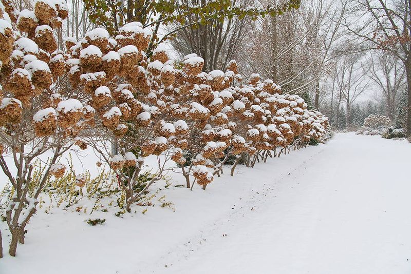 Smooth and Panicle Hydrangeas
