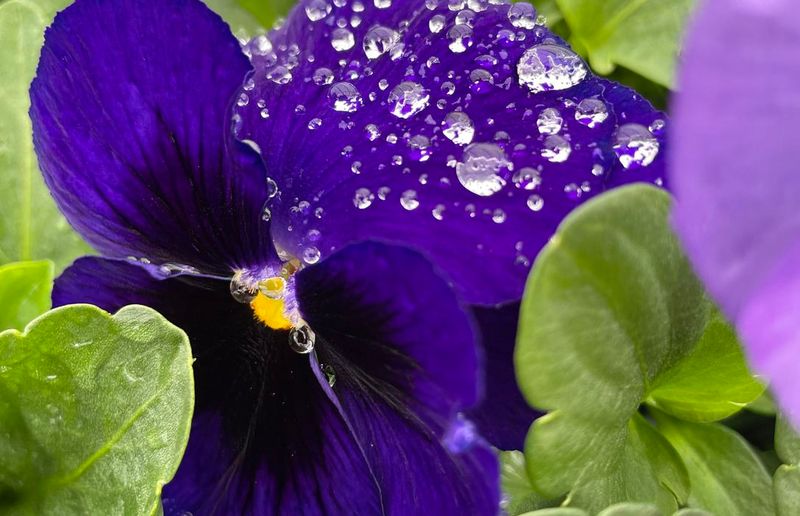Water after planting and during dry winter spells