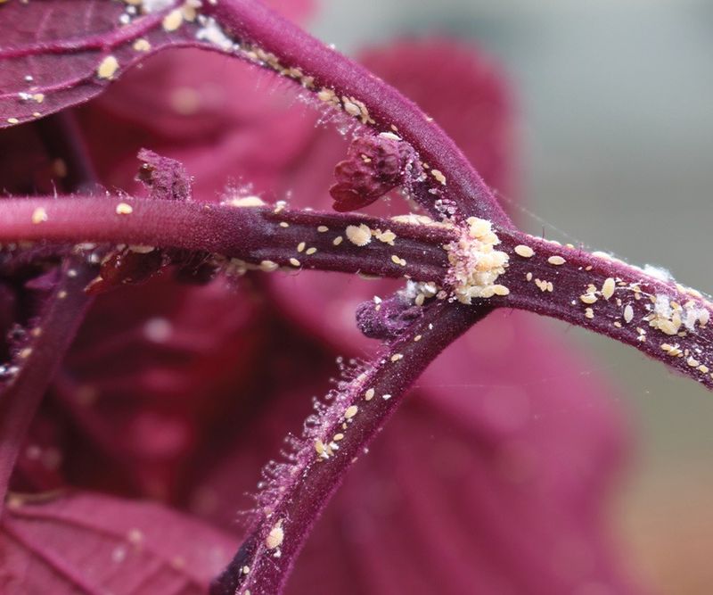 The study tested a specific, formulated spray