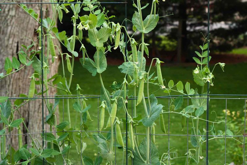 Peas