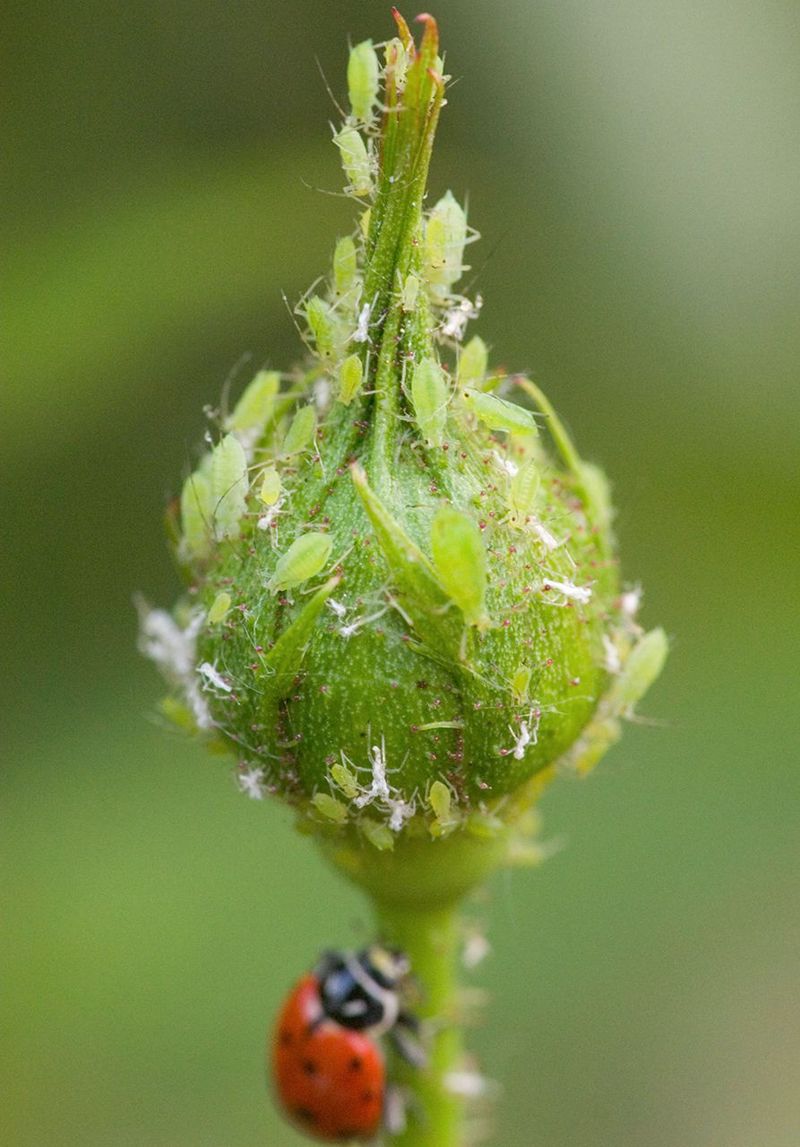 Use Integrated Pest Management Instead of Hiring the Anole