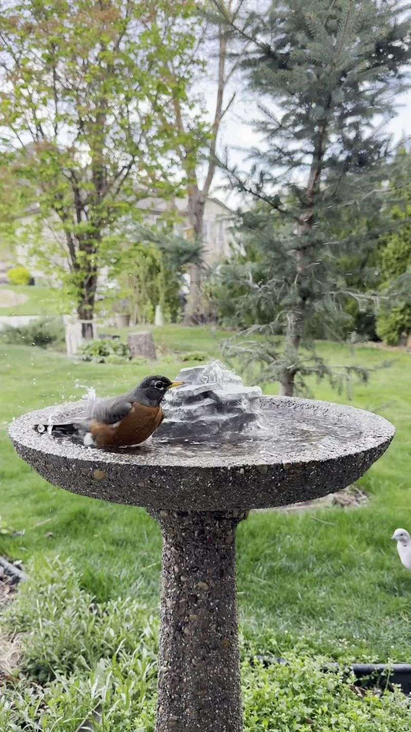American Robin