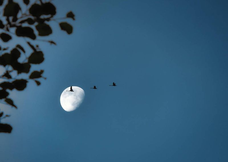 Much of fall migration happens out of sight