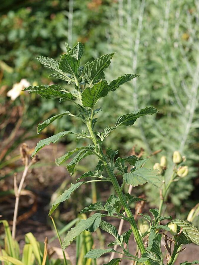 Why shouldn't you leave a pulled plant on damp soil?