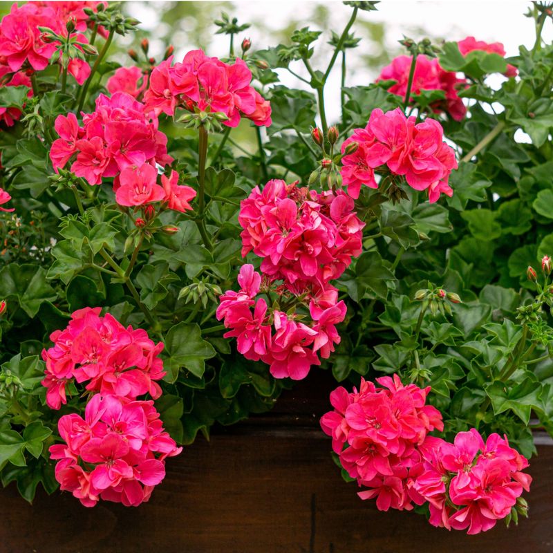 Try a Geranium-Specific Liquid Feed