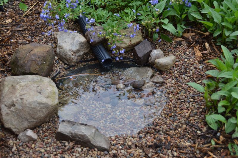 Improve habitat without trying to manufacture a toad population