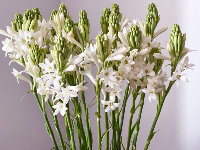 Tuberose (Polianthes tuberosa)