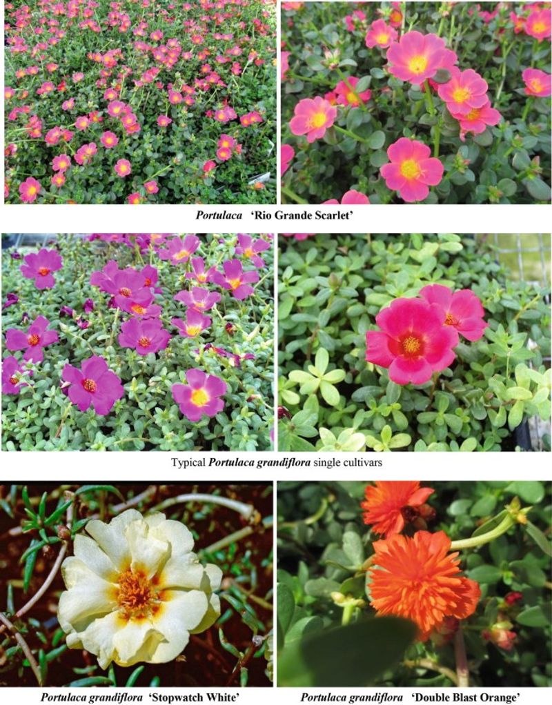 Three plants share confusing names but not the same identity