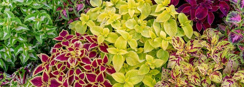 Coleus