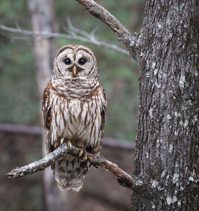 The visitor is probably a Barred Owl
