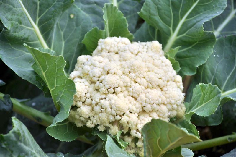 Cauliflower