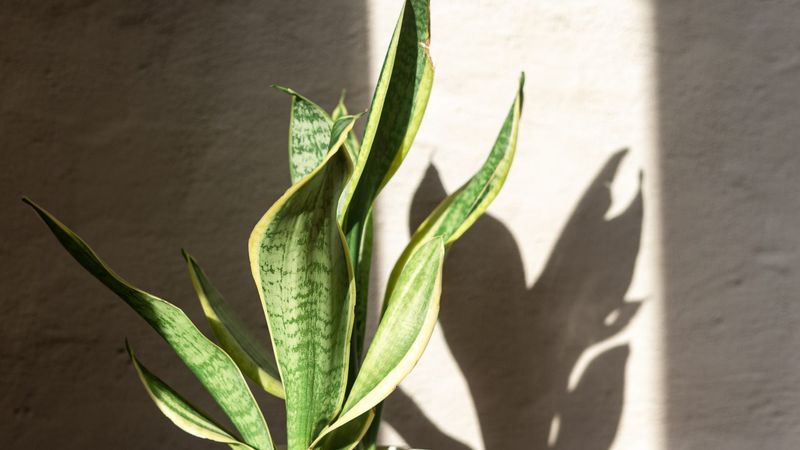 No new leaf does not prove a problem