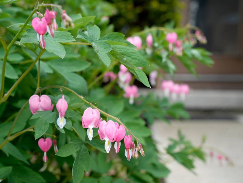 Bleeding Heart