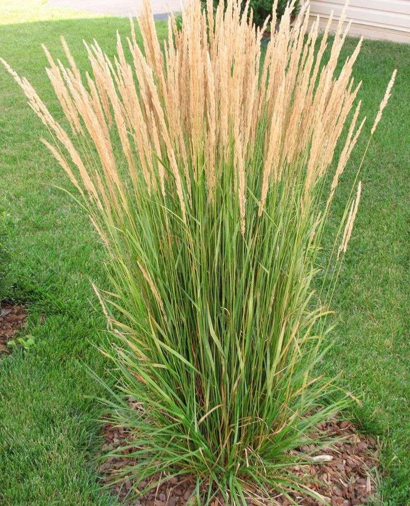 Ornamental Grass (Feather Reed Grass)