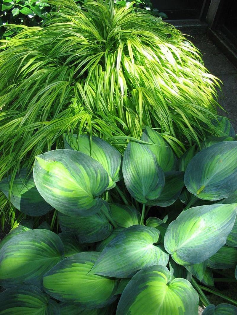 Japanese Forest Grass