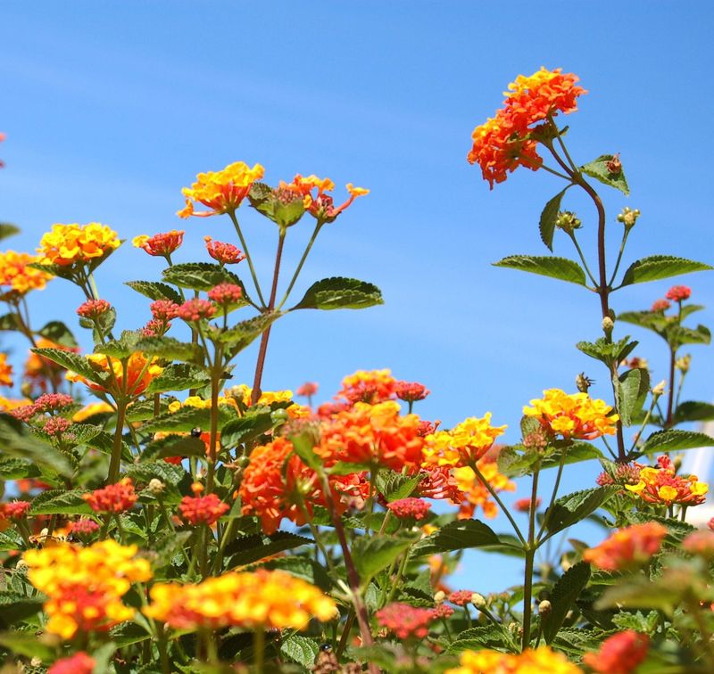 Use a light summer trim for leggy or stalled growth