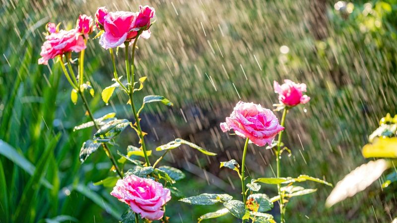 Switch to Morning Watering