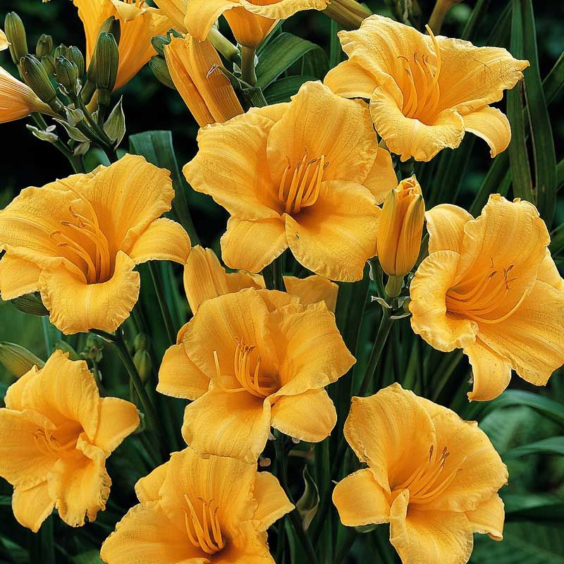 Stella de Oro Daylily