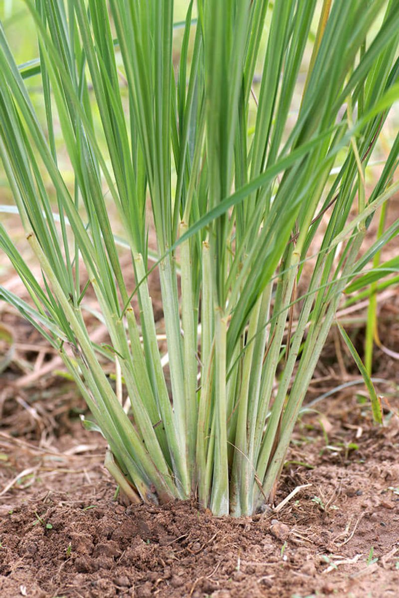 Build the pot around sun, drainage, and steady moisture