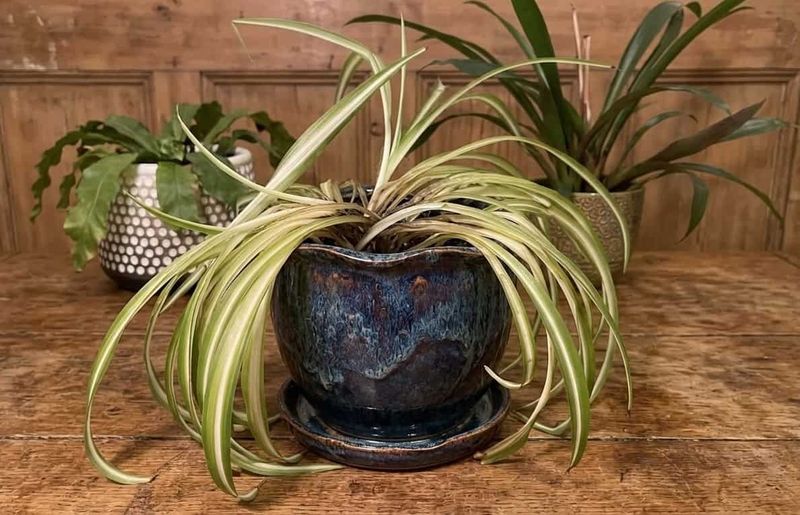 Curling Leaves