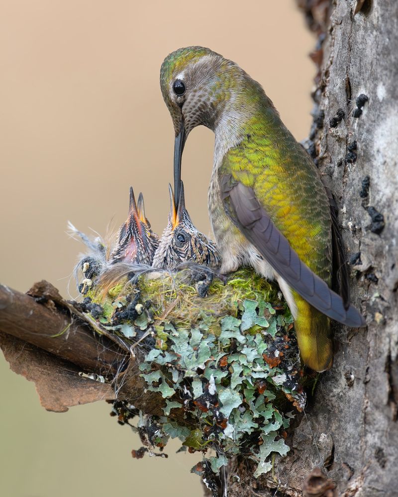 Nesting and Molting Season