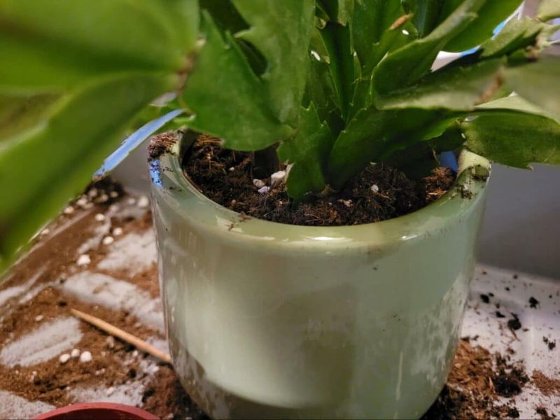 Repot with Fresh, Well-Draining Soil