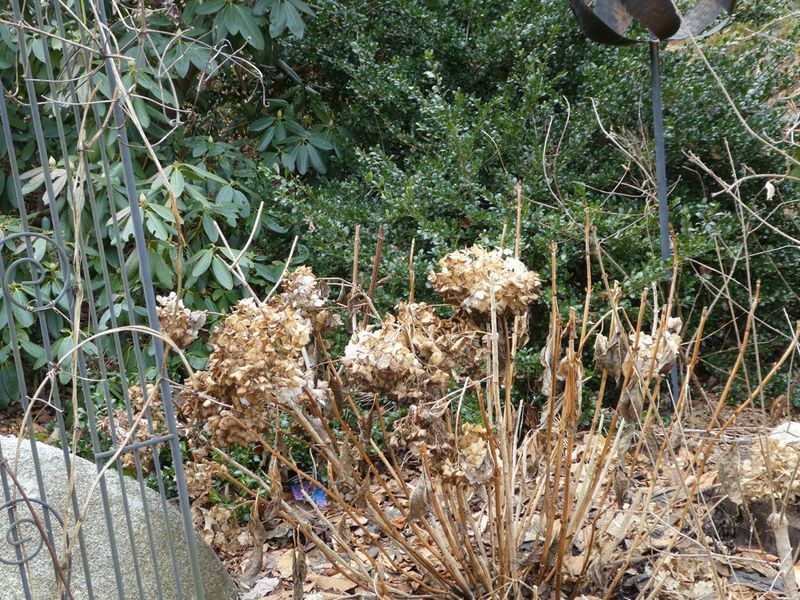 Pruning Old Wood Hydrangeas in Winter or Early Spring