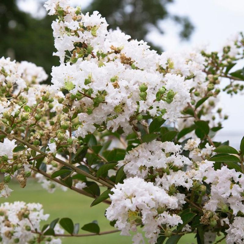 Early Bird™ Crapemyrtles (Purple, Lavender, and White)