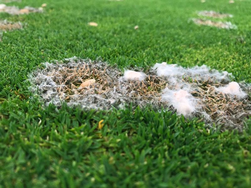 Head Off Lawn Diseases