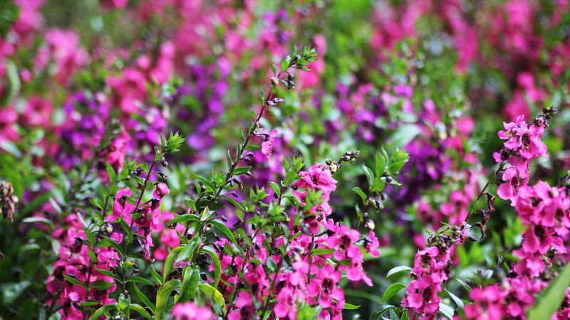 Angelonia (Summer Snapdragon)
