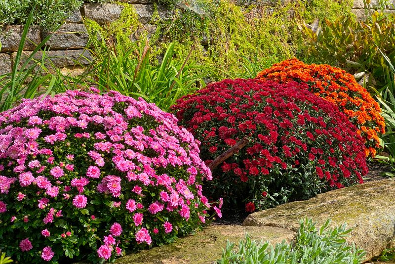 Choose a sunny, well-drained site