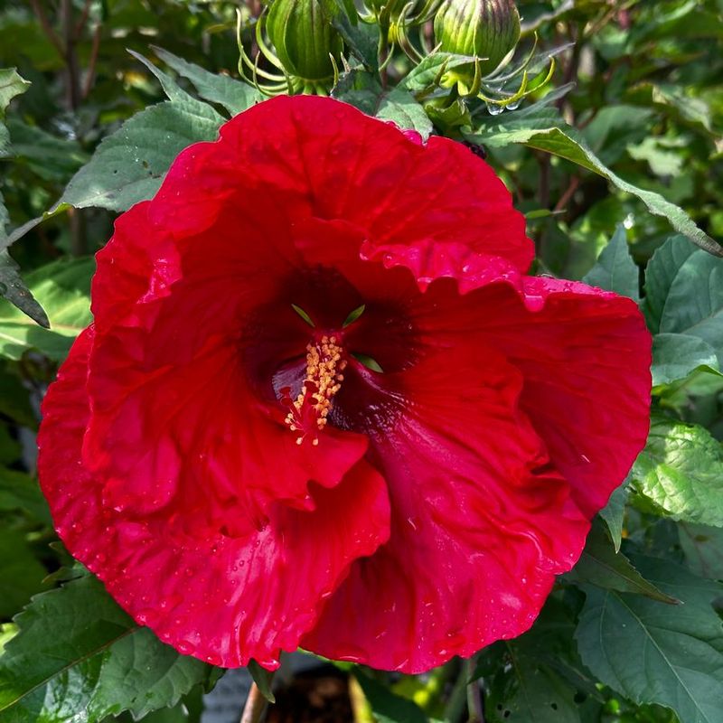 Red Hibiscus