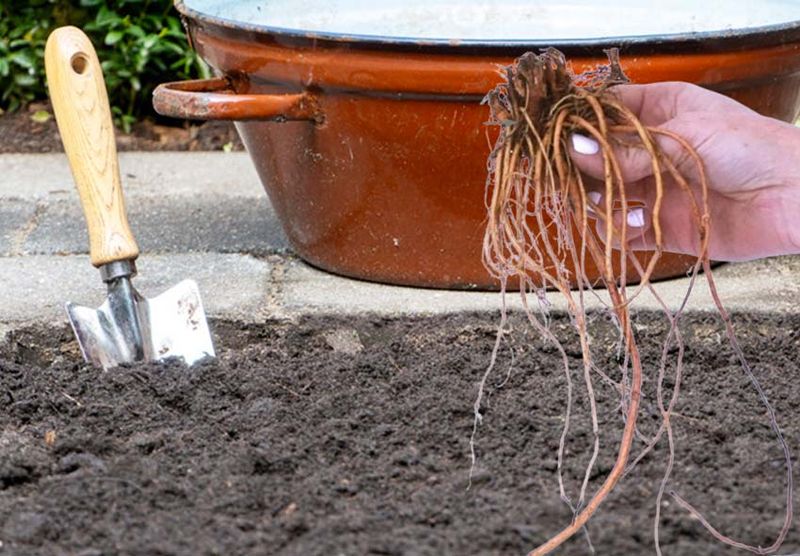 Prepare the Soil Before You Plant