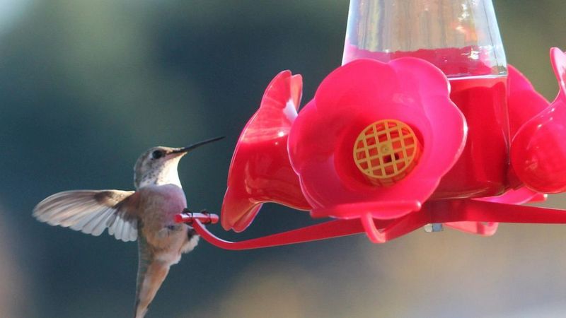 Getting the Feeder Timing Wrong